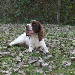 Springer spaniel & Cocker